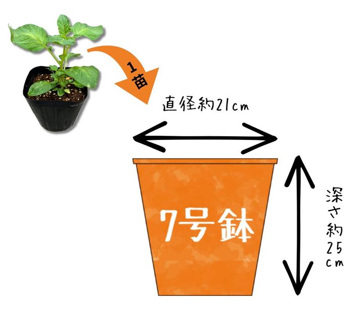 「金のおつまみ芋」