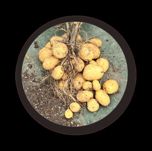 ジャガイモの収穫