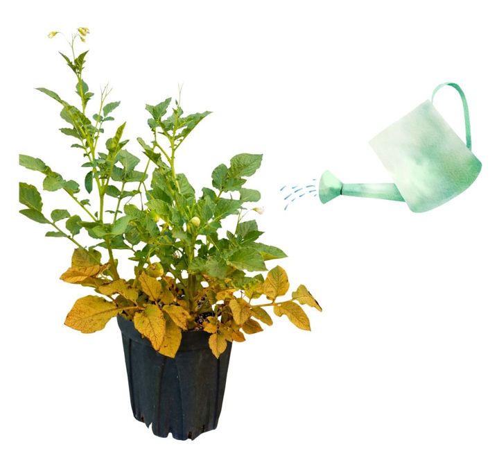 ジャガイモの水やり