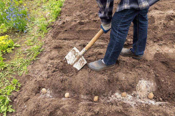 ジャガイモ栽培