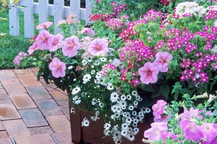 ピンク系のペチュニアとバーベナ、白のブラキカム