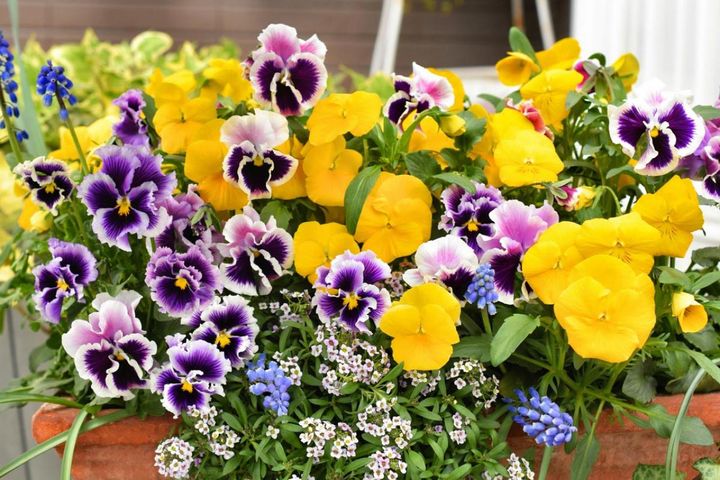 春の寄せ植えはパンジー＆ビオラから！おすすめ配色2パターン＋花の大きさで変化を出す方法、初心者でも簡単に映える