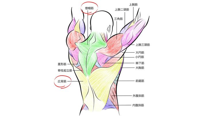 広背筋＿僧帽筋