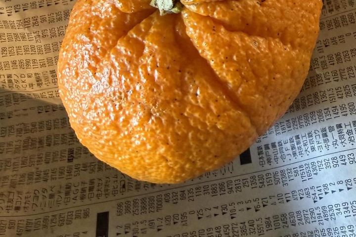 他のミカン農家も驚いた「個性的なミカン」