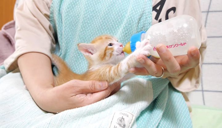 ミルクを飲む子猫