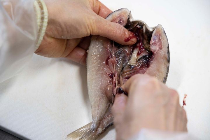 内臓を取り外す