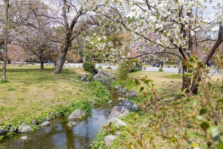 京都・二条城から京都御苑へ街なかの桜さんぽ♪ お庭や名建築、カフェめぐりも