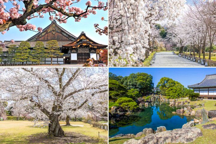 京都・二条城から京都御苑へ街なかの桜さんぽ♪ お庭や名建築、カフェめぐりも