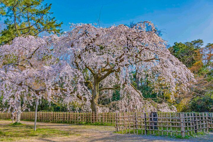 京都・二条城から京都御苑へ街なかの桜さんぽ♪ お庭や名建築、カフェめぐりも