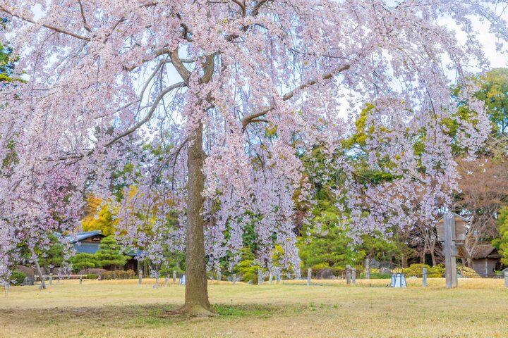 京都・二条城から京都御苑へ街なかの桜さんぽ♪ お庭や名建築、カフェめぐりも