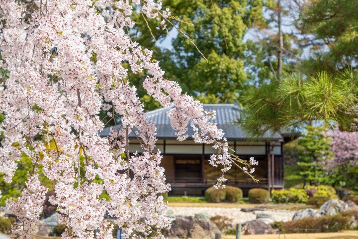 京都・二条城から京都御苑へ街なかの桜さんぽ♪ お庭や名建築、カフェめぐりも