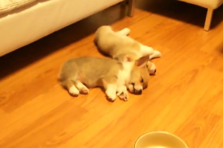 寄り添って眠る姿はまさに天使。ここから驚きの展開が待っています