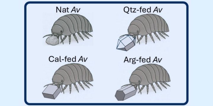 ダンゴムシは食べた鉱石をどうしているのか？