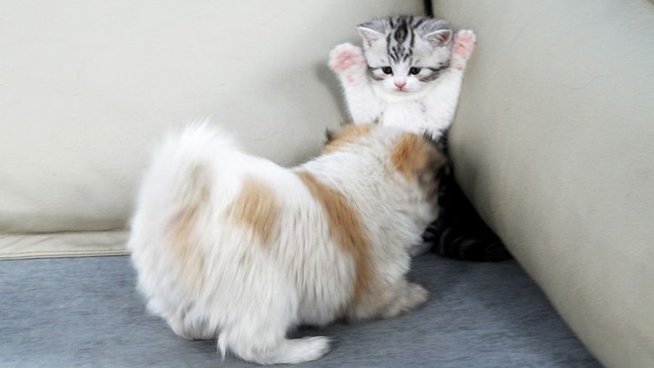 子犬を警戒する子猫