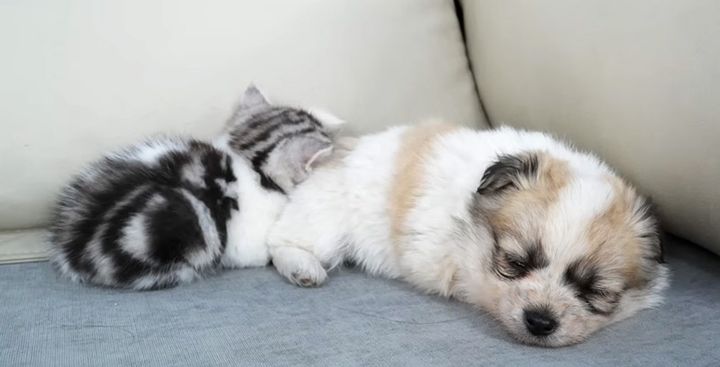 子犬に寄り添う子猫