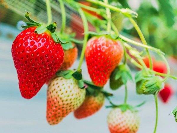 イチゴの実（果実）はどこ？