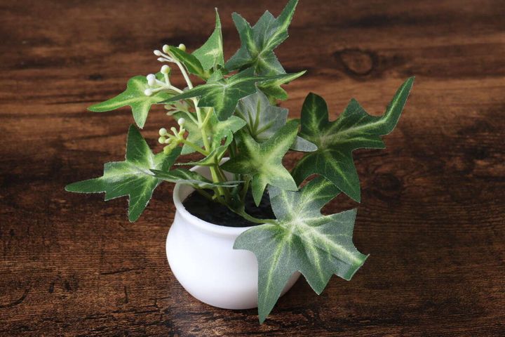 ダイソー グリーンポット 100円