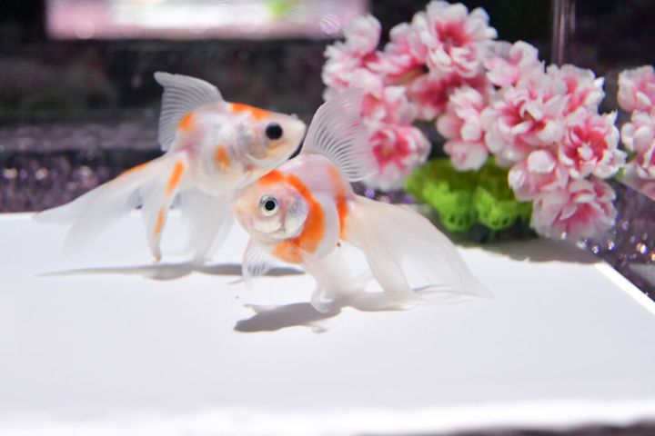 アートアクアリウム公式サイトより引用