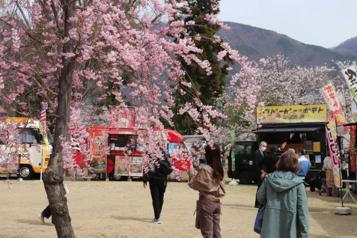 二の丸横丁の会場風景。満開の桜の下にキッチンカーが並ぶ