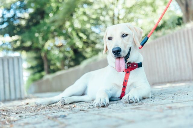 元宅配員が語る、犬がいる家ならではの“困りごと”にほっこり | TRILL【トリル】