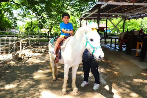 【埼玉県加須市】遊園地×花見×打ち上げ花火が楽しめる、むさしの村「夜桜打ち上げ花火大会」開催！