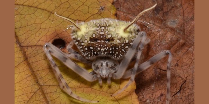 クモを殺す「ゾンビ化菌の苗床」のふりをする新種クモを発見
