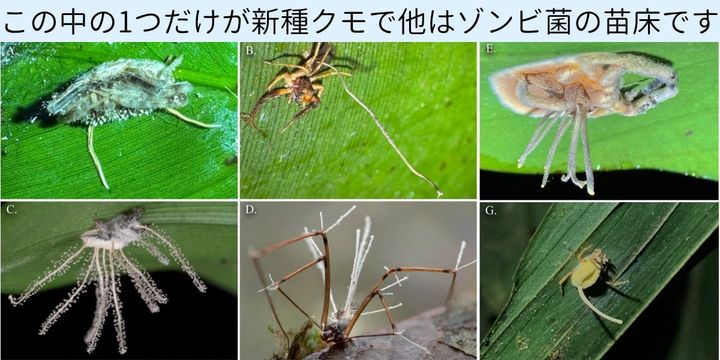 クモを殺す「ゾンビ化菌の苗床」のふりをする新種クモを発見