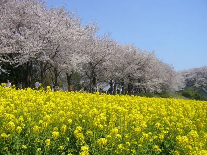尾根緑道の満開の桜並木と一面の菜の花畑が共演する町田の春景色