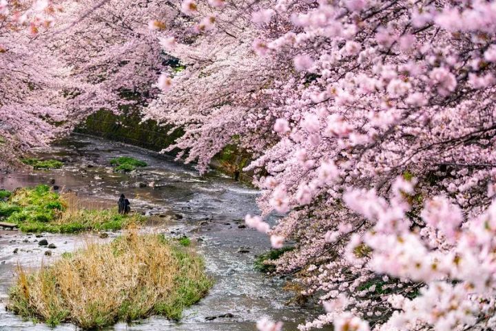 恩田川沿いに咲く満開の桜がアーチ状に覆いかぶさる圧巻の花景色