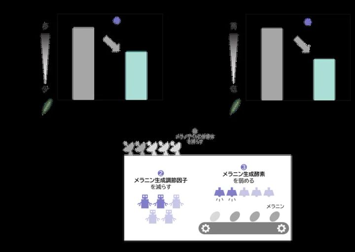 メラニン生成調節因子の量／メラニン生成酵素の活性