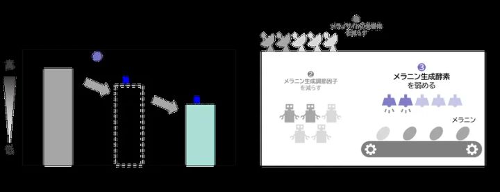7種類の植物の組み合わせによる相乗的なシミ生成抑制効果