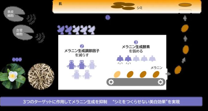 ノエビアグループ ホワイトティーによる美白研究成果の概要
