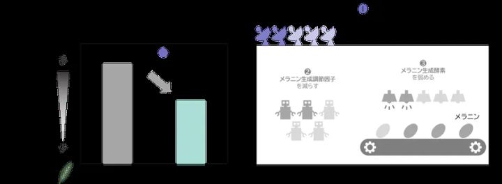 メラノサイトの受容体の量