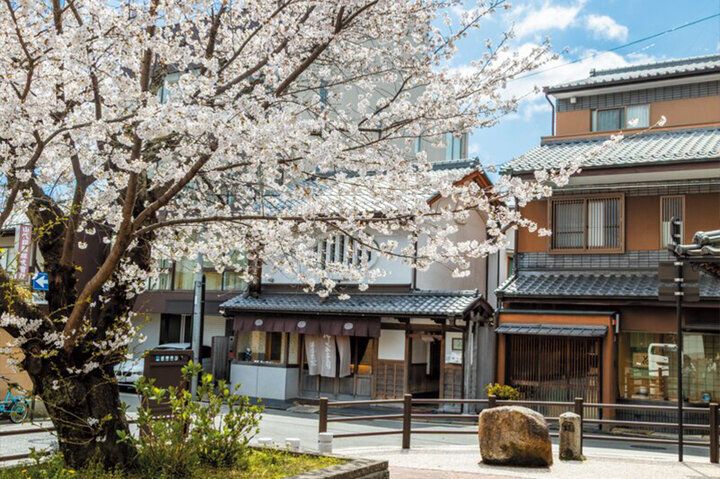 春爛漫の西陣桜さんぽ。京都よりみちこみち 寺之内通＆小川通【後編】