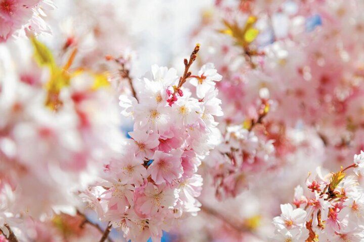 春爛漫の西陣桜さんぽ。京都よりみちこみち 寺之内通＆小川通【後編】