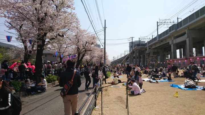 西南さくら祭り 過去の会場の様子