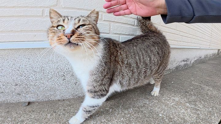 ワンワンと鳴く猫