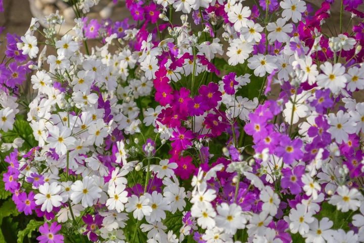 3月25日の花とは？【366日の誕生花と幸せの花言葉】