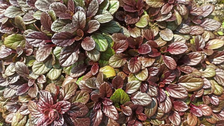 ブロンズ色系の品種