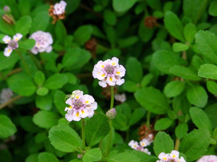 ヒメイワダレソウ