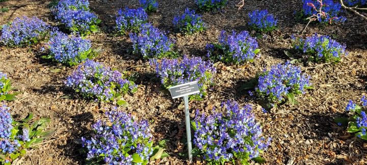 株間をあけて植えつけると、すき間なく生え広がる