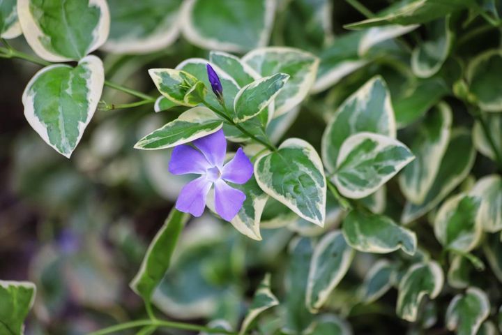 斑入りの園芸品種