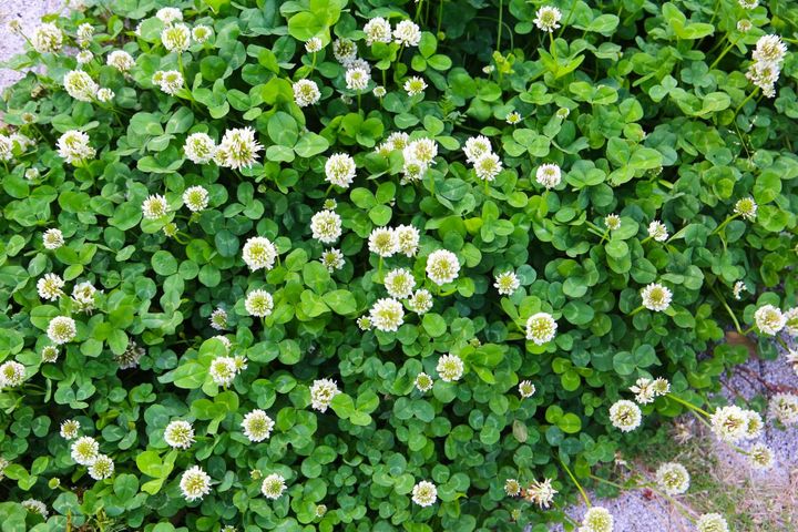 シロツメクサ（トリフォリウム・レペンス）