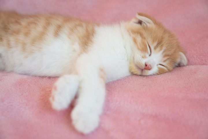 猫もインフルエンザにかかる？（画像はイメージ）