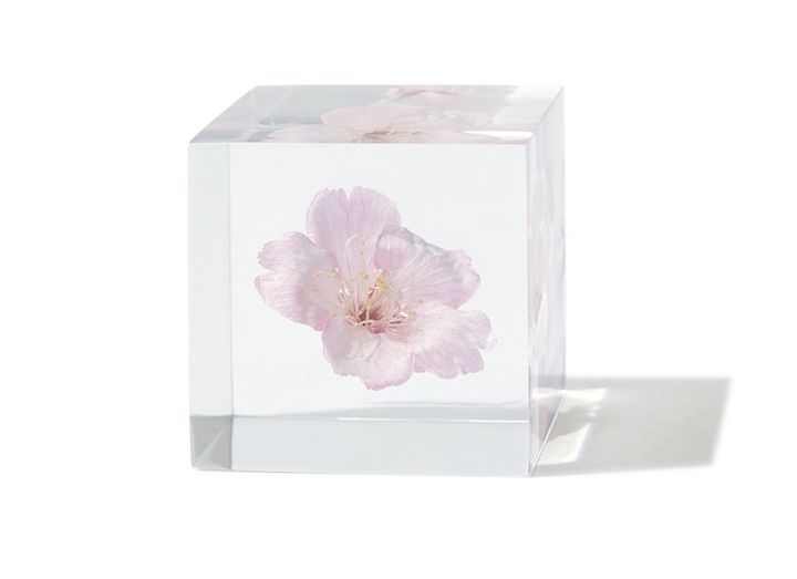 ソメイヨシノやカワヅザクラ、オオカンザクラなど、さまざまな品種の桜の花を閉じ込めた趣あるオブジェ。