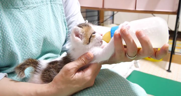 ミルクを飲む子猫
