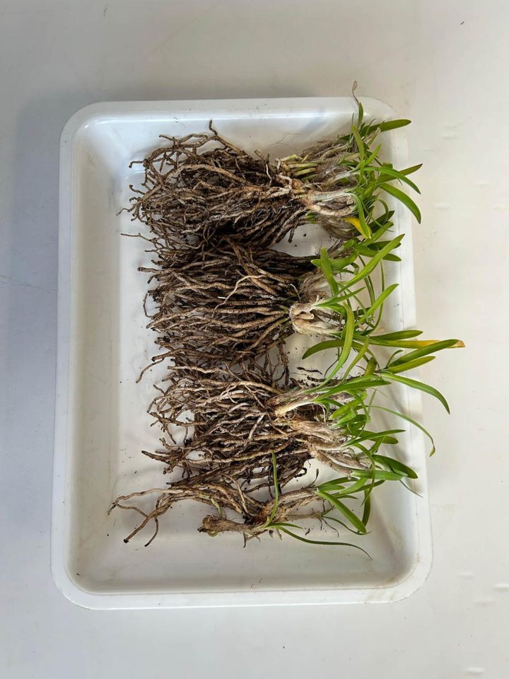 ④株分けを兼ねてハサミで3つに分けた。