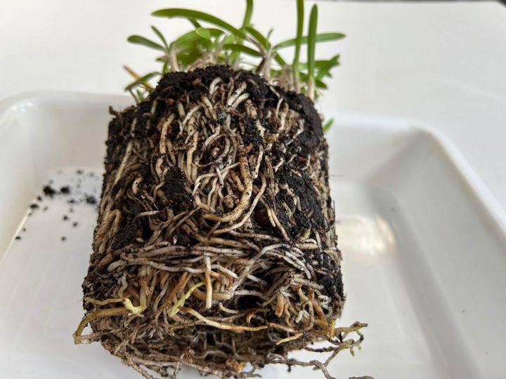 ①アガパンサスの鉢植え。根がびっしりと伸び根詰まりを起こしている。