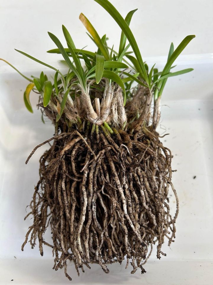 ③傷んだ根を整理しながら根鉢を丁寧にほぐす。