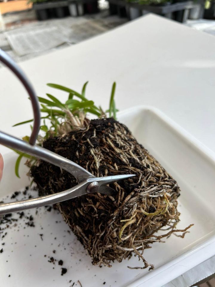 ②底のとぐろを巻いた根はハサミで切り取る。